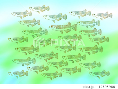 めだかの群れのイラスト素材