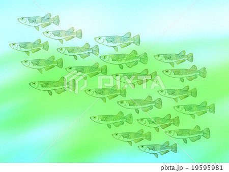 めだかの群れのイラスト素材