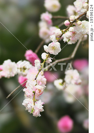 京都の桃の花 京都の桃の花 19596124