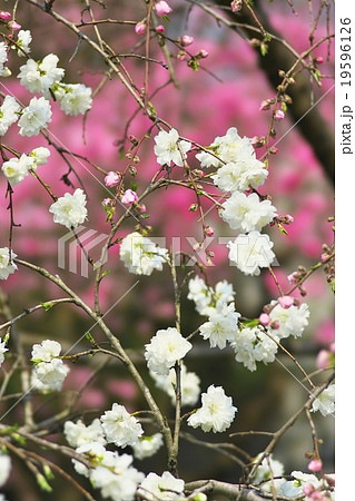 京都の桃の花 京都の桃の花 19596126