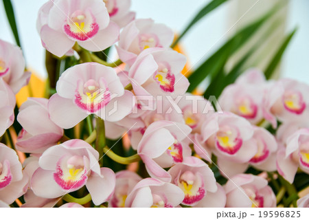 ラン ラン 19596825