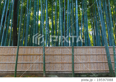 境内奥手の竹林 境内奥手の竹林 19597088