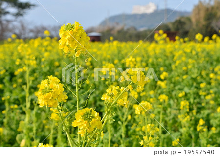 菜の花 菜の花 19597540