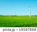 湖西の田園風景 19597698
