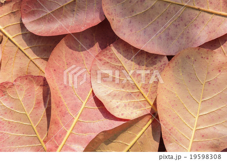 Autumn leaves background 19598308