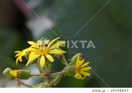 ハナアブとツワブキの花 19598643