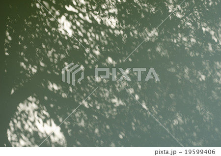 Tree Shadows on The Wall. Tree Shadows on The Wall. 19599406