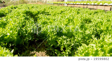 vegetable in plastic pipe of hydroponic concept vegetable in plastic pipe of hydroponic concept 19599802