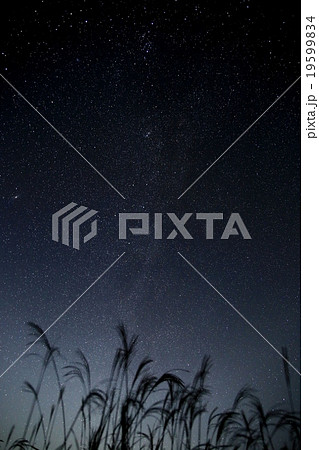 ススキと星空 ススキと星空 19599834