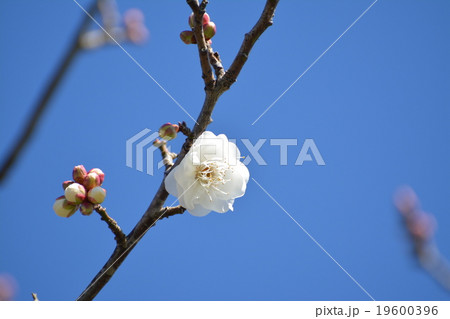 梅の花 梅の花 19600396