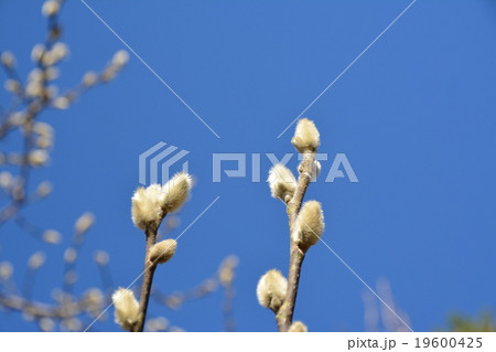 こぶしの花のつぼみの写真素材