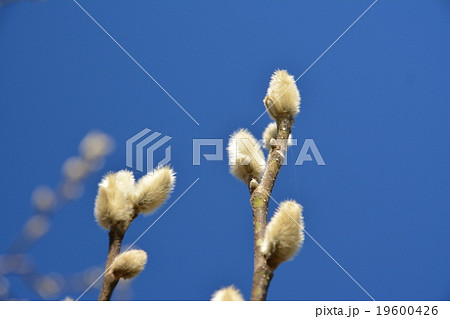 こぶしの花のつぼみの写真素材