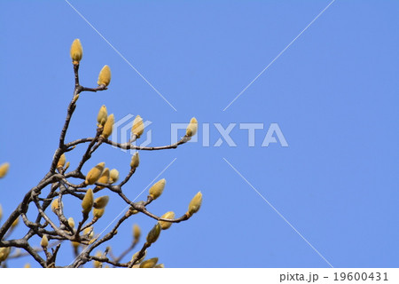 こぶしの花のつぼみの写真素材