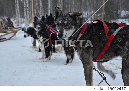 犬ソリ 犬ソリ 19600657