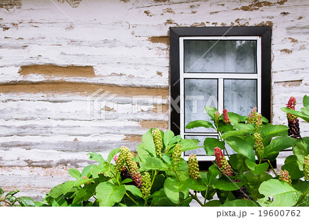 Poke berry foliage and fruit and wooden wall Poke berry foliage and fruit and wooden wall 19600762