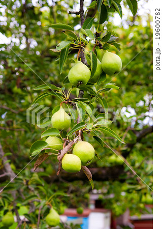Pear fruits on the tree in the fruit garden. Pear fruits on the tree in the fruit garden. 19600782