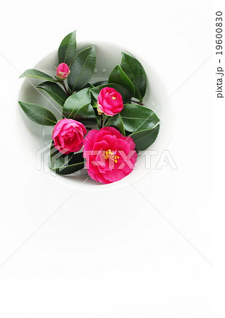 陶器の器に生けた山茶花の花 19600830