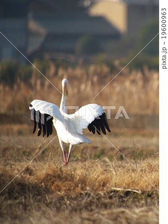 ソデグロヅル3 ソデグロヅル3 19600963