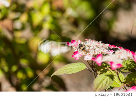 エゾアジサイ 19601031