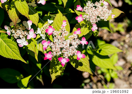 エゾアジサイ 19601092