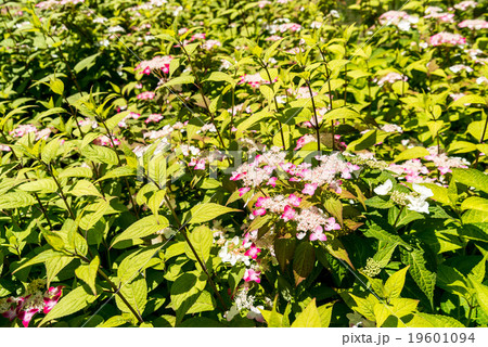 エゾアジサイ 19601094