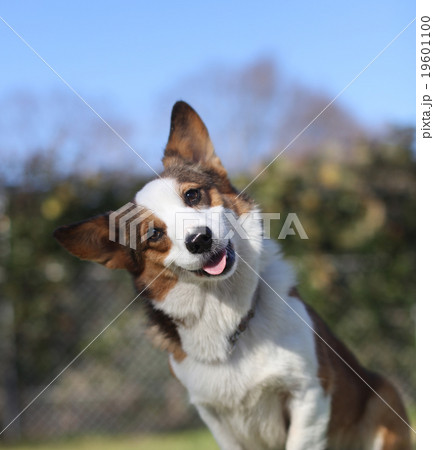 コーギー コーギー 19601100