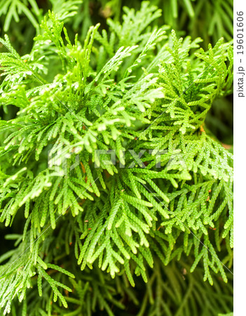 cypress background cypress background 19601606