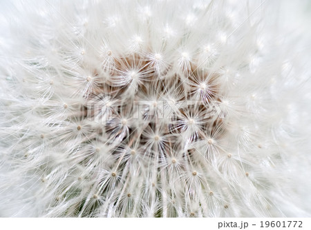 Dandelion abstract closeup Dandelion abstract closeup 19601772