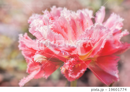 pink tulip with bokeh pink tulip with bokeh 19601774
