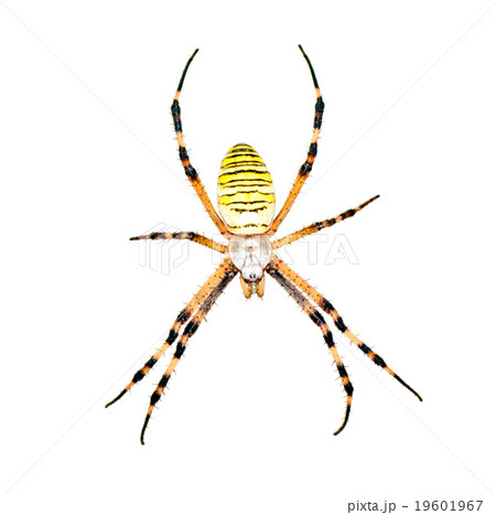 spider (Argiope bruennichi) isolated on white spider (Argiope bruennichi) isolated on white 19601967