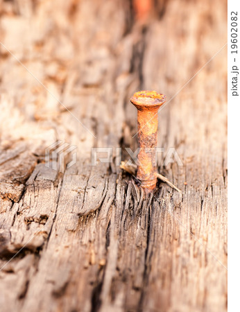 seamless texture of old wood with nail 19602082