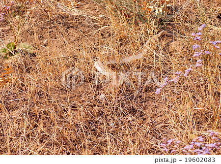 snake skin lies in the grass snake skin lies in the grass 19602083