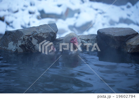 温泉に入るニホンザル 19602794