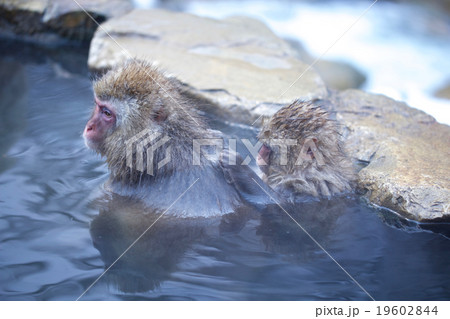 温泉に入るニホンザル 19602844