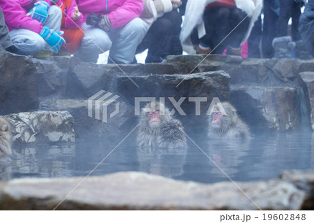 温泉に入るニホンザル 19602848