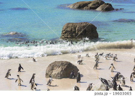 ボルダーズビーチのペンギン 19603065