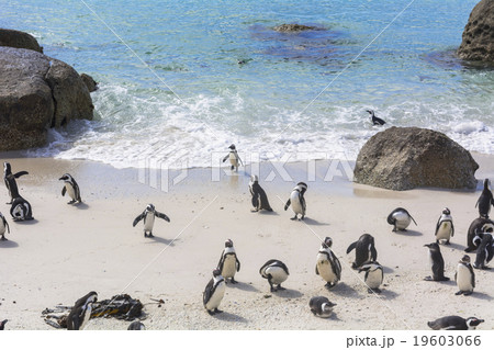 ボルダーズビーチのペンギン 19603066