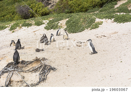 ボルダーズビーチのペンギン 19603067