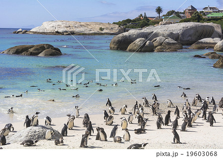 ボルダーズビーチのペンギン ボルダーズビーチのペンギン 19603068