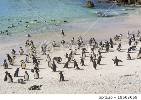 ボルダーズビーチのペンギン ボルダーズビーチのペンギン 19603069
