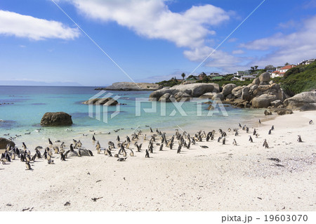 ボルダーズビーチのペンギン ボルダーズビーチのペンギン 19603070