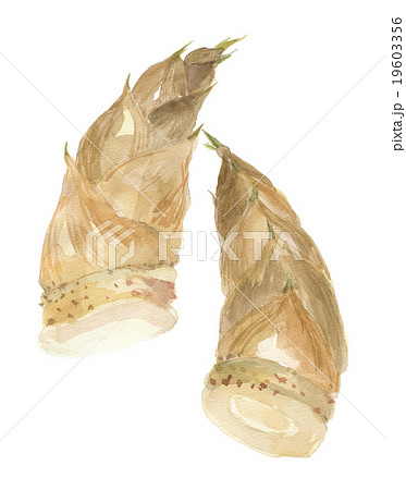 たけのこ 19603356