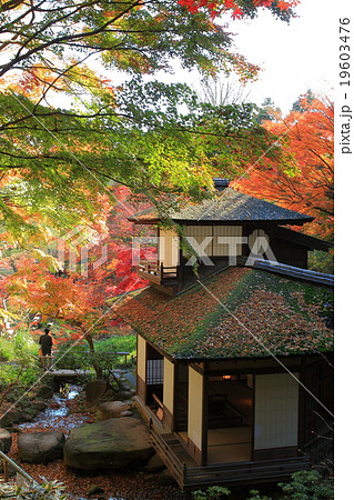 三溪園の紅葉 19603476