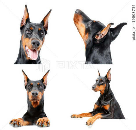 Cute Doberman dog is being curious. Cute Doberman dog is being curious. 19603752