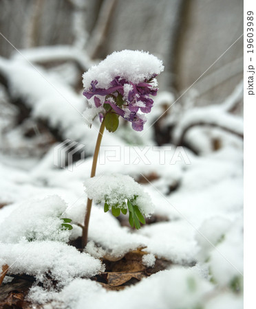 birthwort flowers under snow 19603989