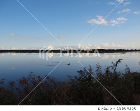 北海道の自然・秋のウトナイ湖3 北海道の自然・秋のウトナイ湖3 19604350