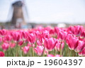 チューリップと風車 19604397