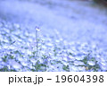 ネモフィラ 19604398