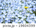 ネモフィラとたんぽぽ 19604399