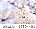 桜 19604401